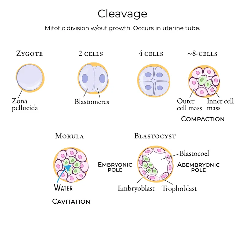 Cleavage and Blastocyst Formation