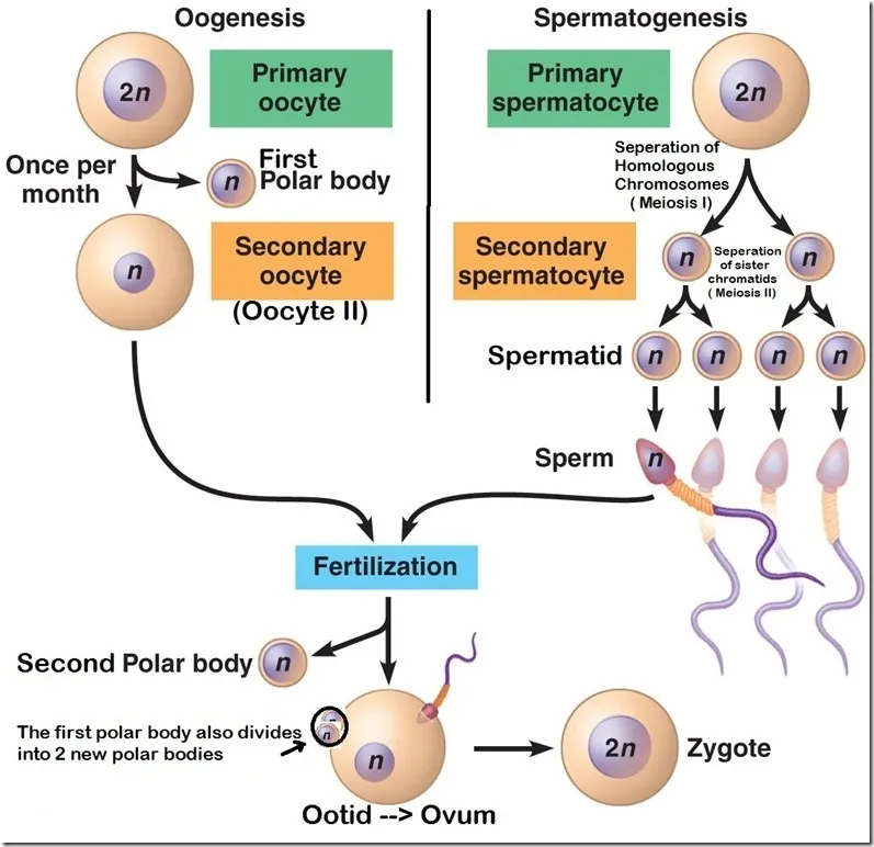 Oogenesis, Spermatogenesis, and Fertilization Diagram