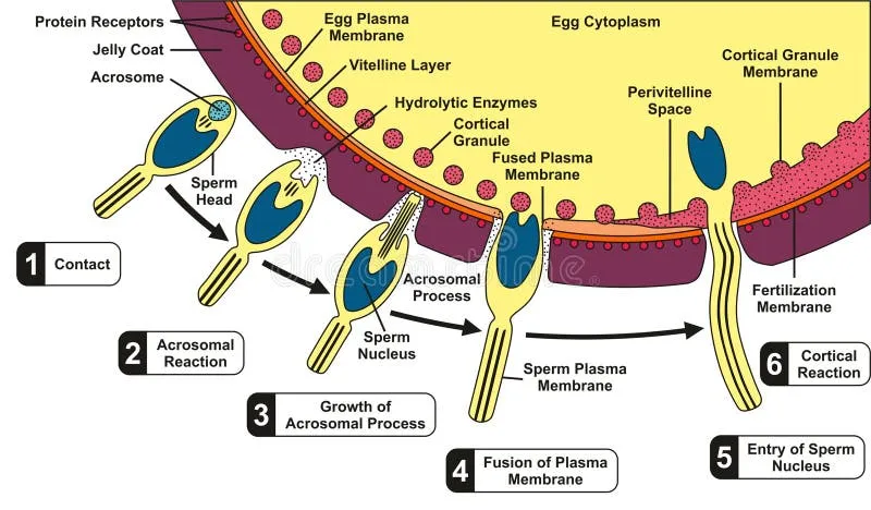 Sperm-egg fusion and cortical reaction steps