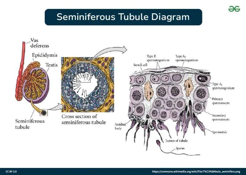 Seminiferous tubule cross-section showing spermatogenesis