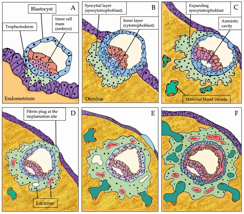 Stages of human embryo implantation in the uterine wall