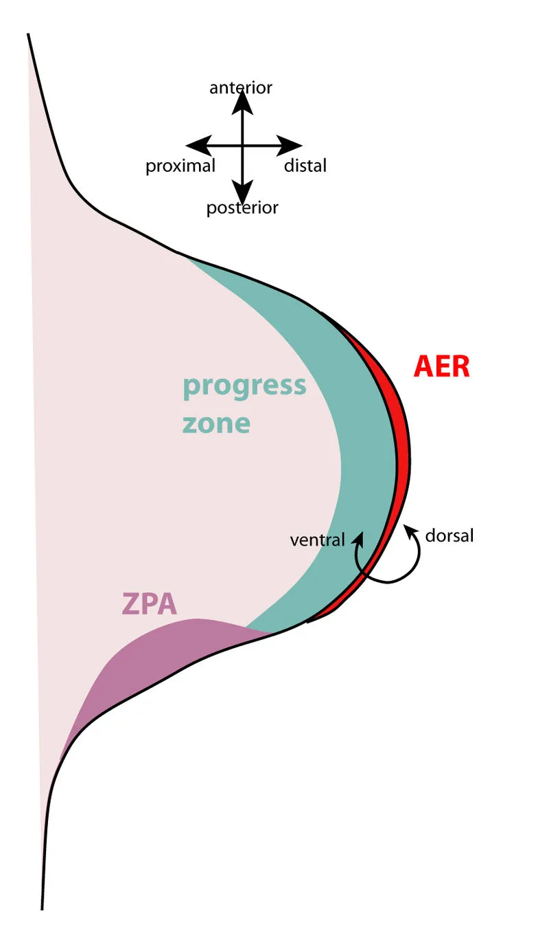 Early limb bud with AER, ZPA, and progress zone