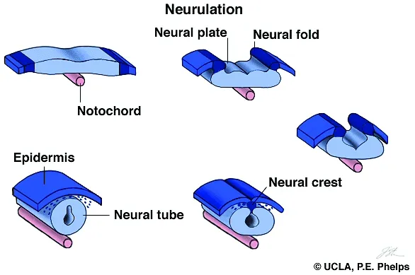 Neurulation: Neural Plate to Neural Tube Formation