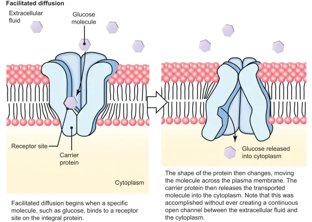 Facilitated Diffusion of Glucose Across a Cell Membrane