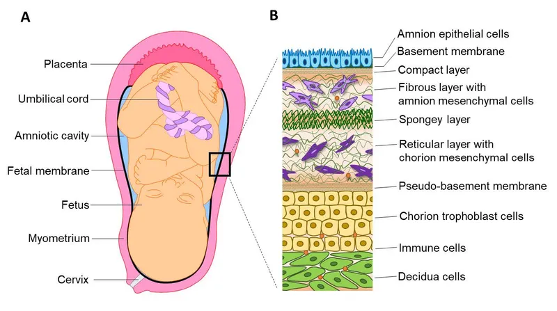 Fetal membranes and their cellular layers