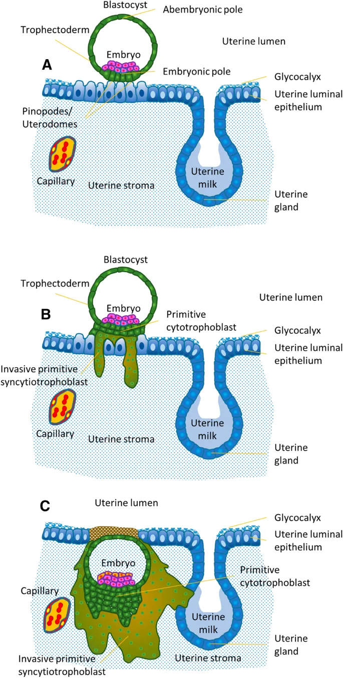 Early placental development and uterine wall invasion