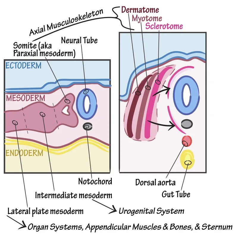 Somite differentiation into dermatome, myotome, sclerotome