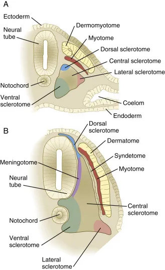Somite differentiation and derivatives
