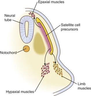 Somite differentiation and muscle formation