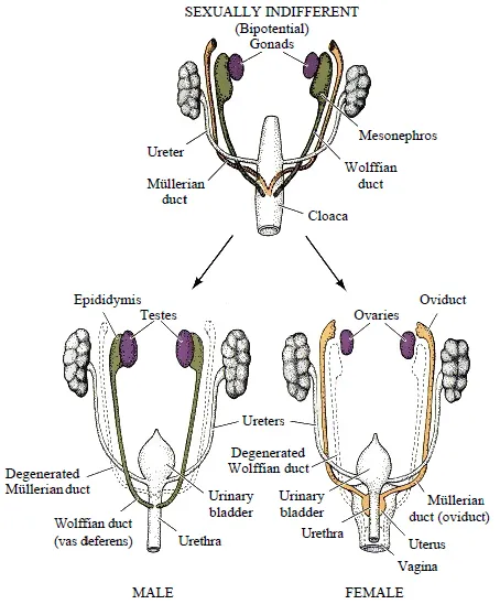 Male and female internal genital development from ducts