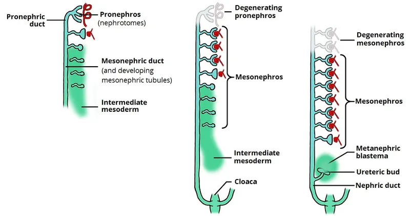 Kidney embryology: pronephros, mesonephros, metanephros