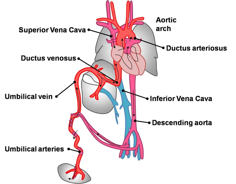 Fetal Circulation Pathway and Shunts
