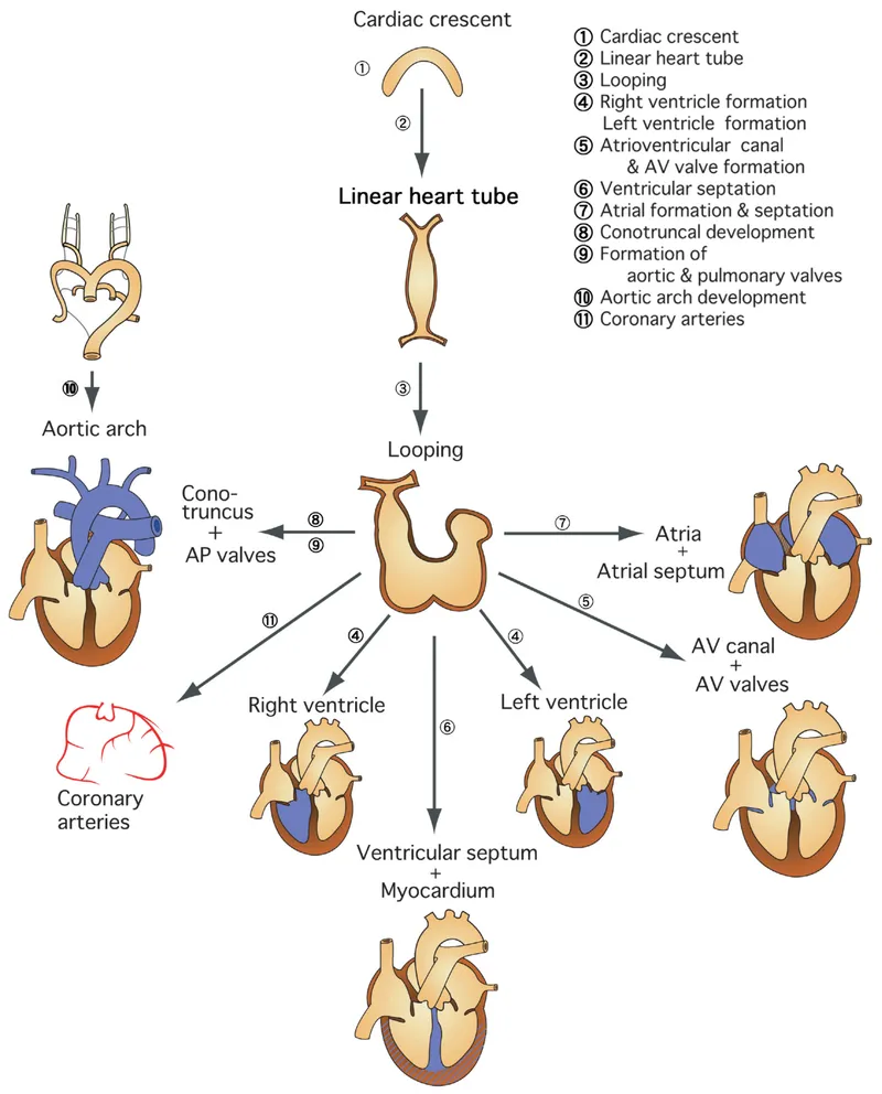 Cardiac Development Stages