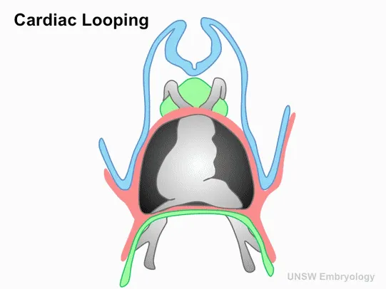 Cardiac looping animation