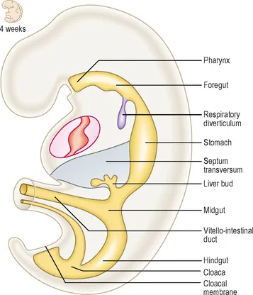 Primitive gut tube development at 4 weeks