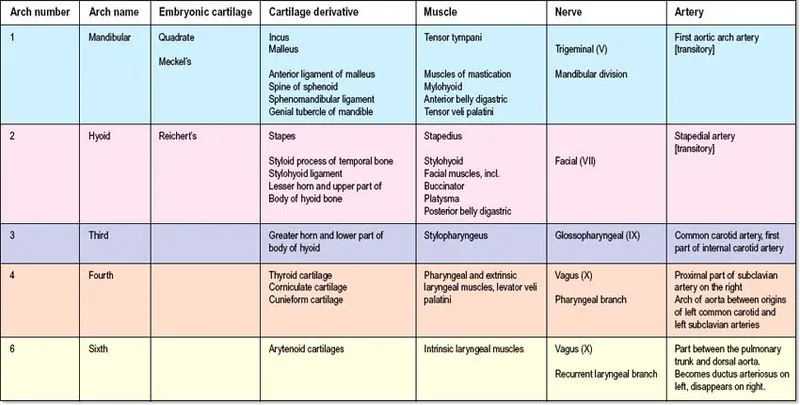 Pharyngeal Arch Derivatives Table
