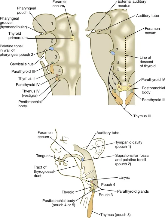 Pharyngeal pouch derivatives and descent of thyroid/thymus
