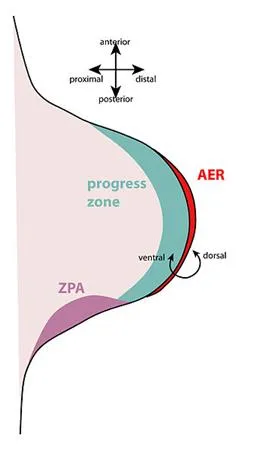 Limb Bud Signaling Centers: AER, ZPA, and Progress Zone