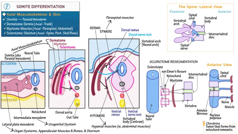 Somite differentiation and axial musculoskeletal development