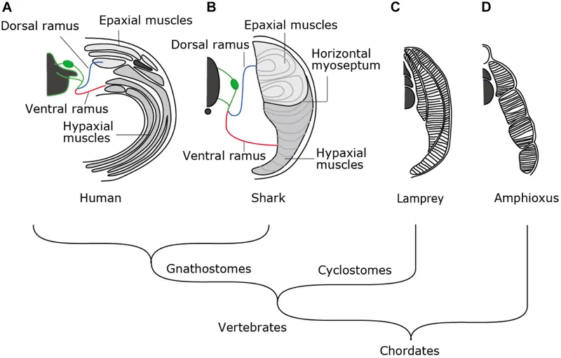 Epaxial and Hypaxial Muscle Development and Innervation