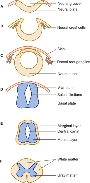 Spinal cord development from neural tube