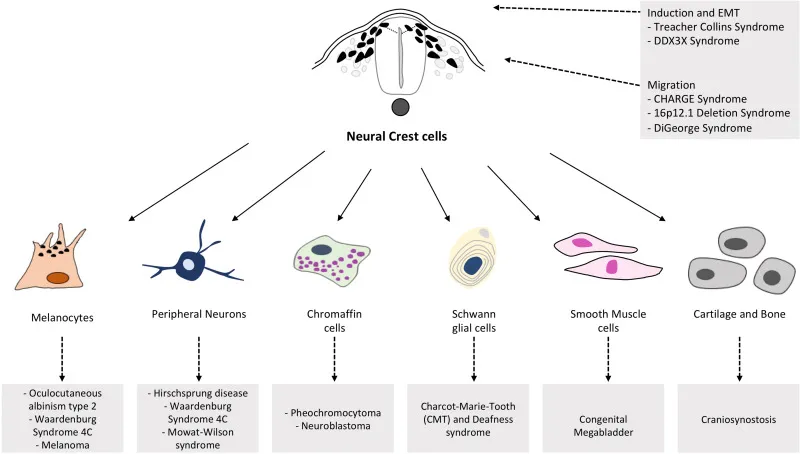 Neural crest cell derivatives and syndromes