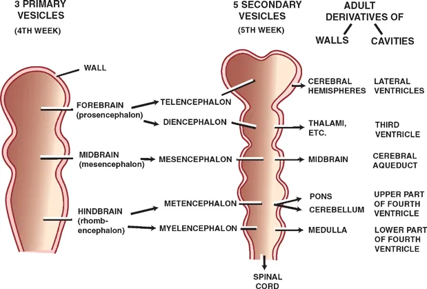 Brain Vesicle Development and Adult Derivatives
