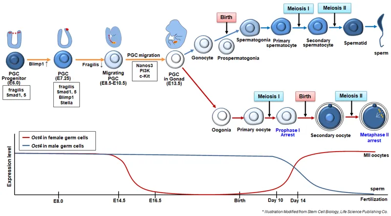 PGC migration and differentiation