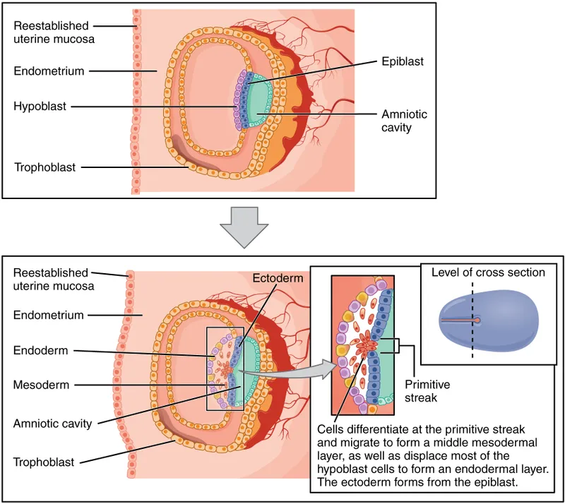 Gastrulation and trilaminar disc formation