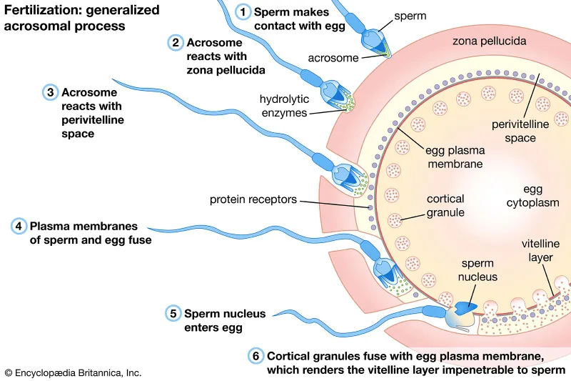 Fertilization: Generalized Acrosomal Process