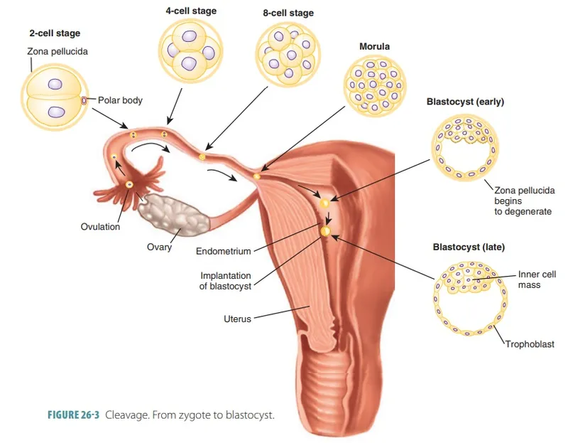 Early Embryonic Development Stages