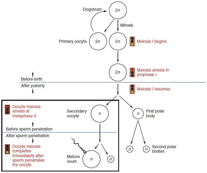 Oogenesis stages and meiotic arrest points