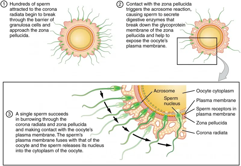 Steps of fertilization: sperm penetrating egg