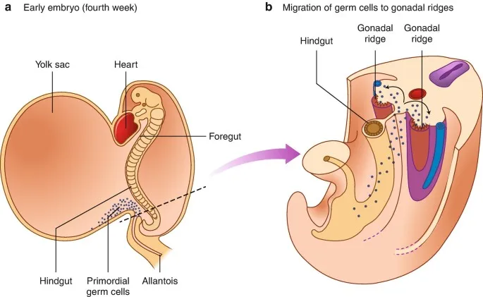 Primordial germ cell migration to gonadal ridges