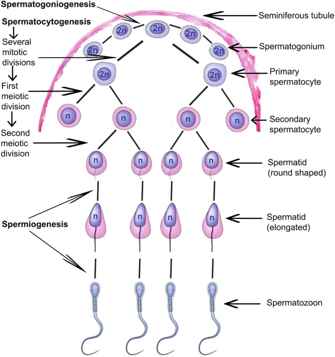 Spermatogenesis and Spermiogenesis Stages