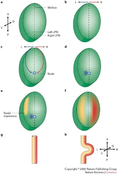 Left-right axis formation in embryonic development