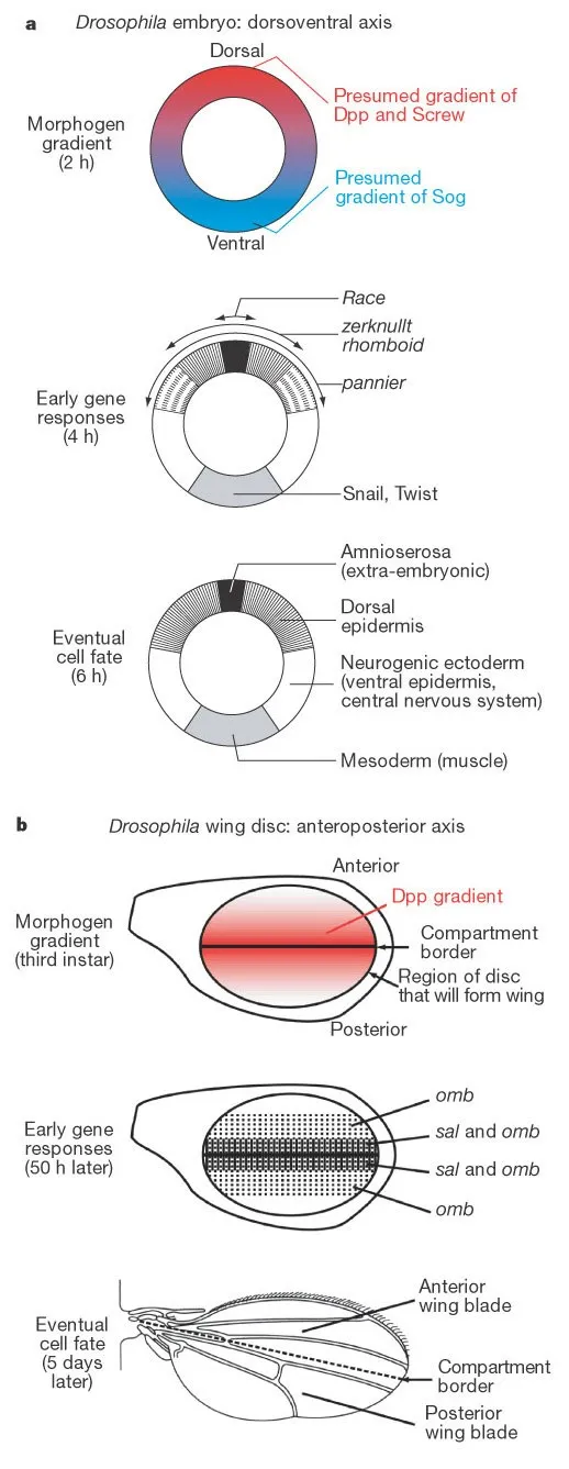 Morphogen gradients and cell fate in Drosophila development