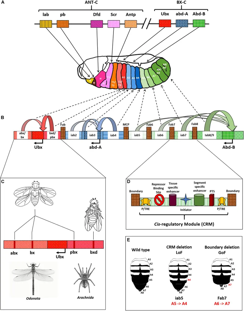 Hox gene expression and regulation in Drosophila