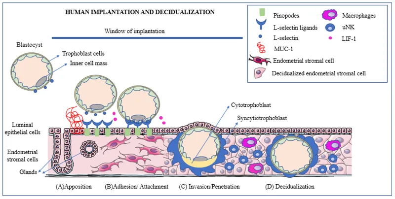 Human implantation and decidualization stages