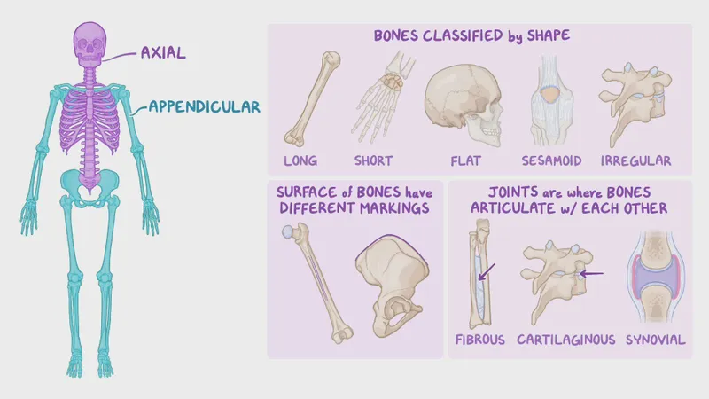 Bone Classification, Markings, and Joint Types