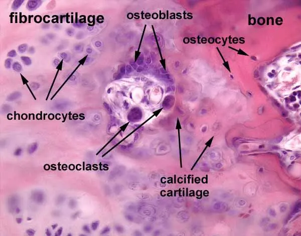 Histology of bone formation and cartilage transition