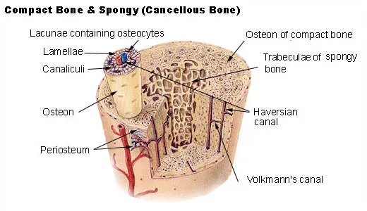 Compact and Spongy Bone Structure