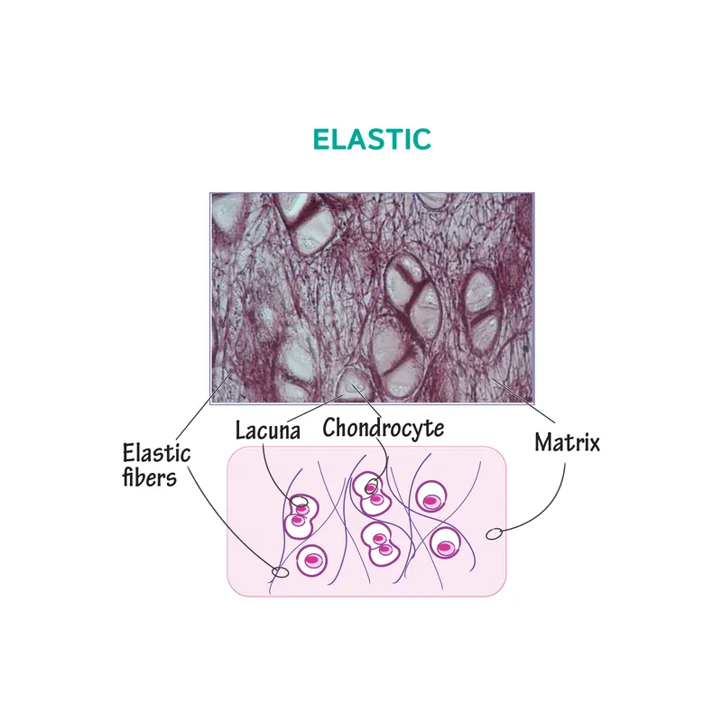 Elastic Cartilage Histology