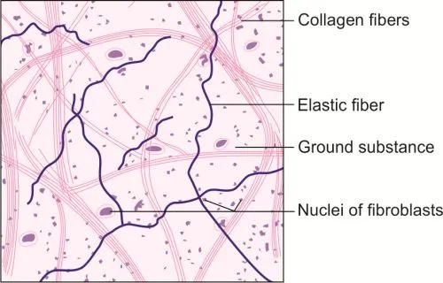 Loose Areolar Connective Tissue Components