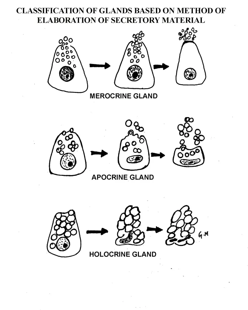 Merocrine, Apocrine, and Holocrine Gland Secretion