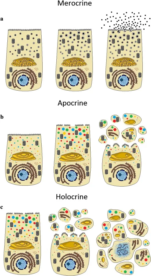 Merocrine, Apocrine, and Holocrine Secretion Modes