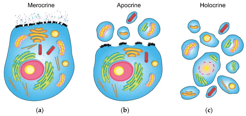 Merocrine, Apocrine, and Holocrine Secretion
