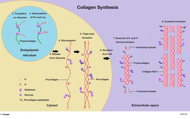 Collagen synthesis and assembly pathway