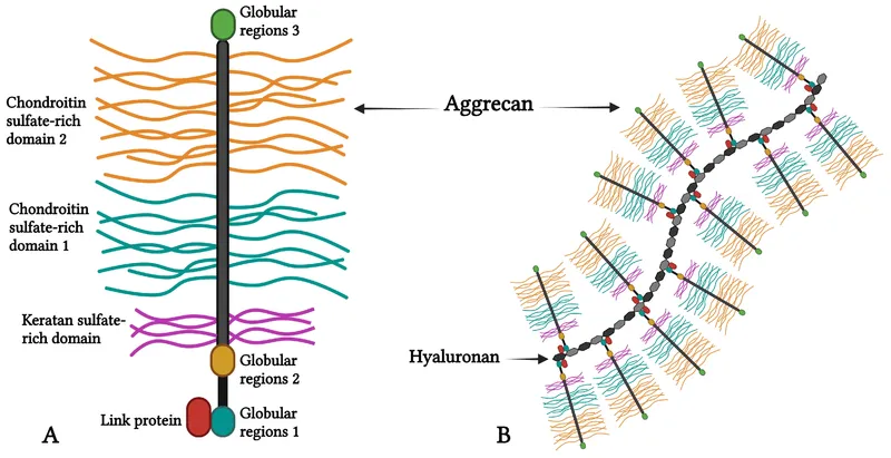 Aggrecan and Hyaluronan Structure