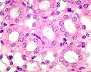 Simple cuboidal epithelium in kidney tubules